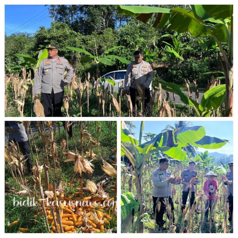 Dukung Ketahanan Pangan, Kapolsek Tegalbuleud dan Jajaran Ikut Panen Jagung Bersama Warga