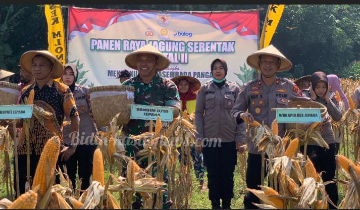 Panen Raya Jagung Serentak di Desa Srobyong, Polres Jepara Tunjukkan Aksi Nyata Dukung Pangan Nasional