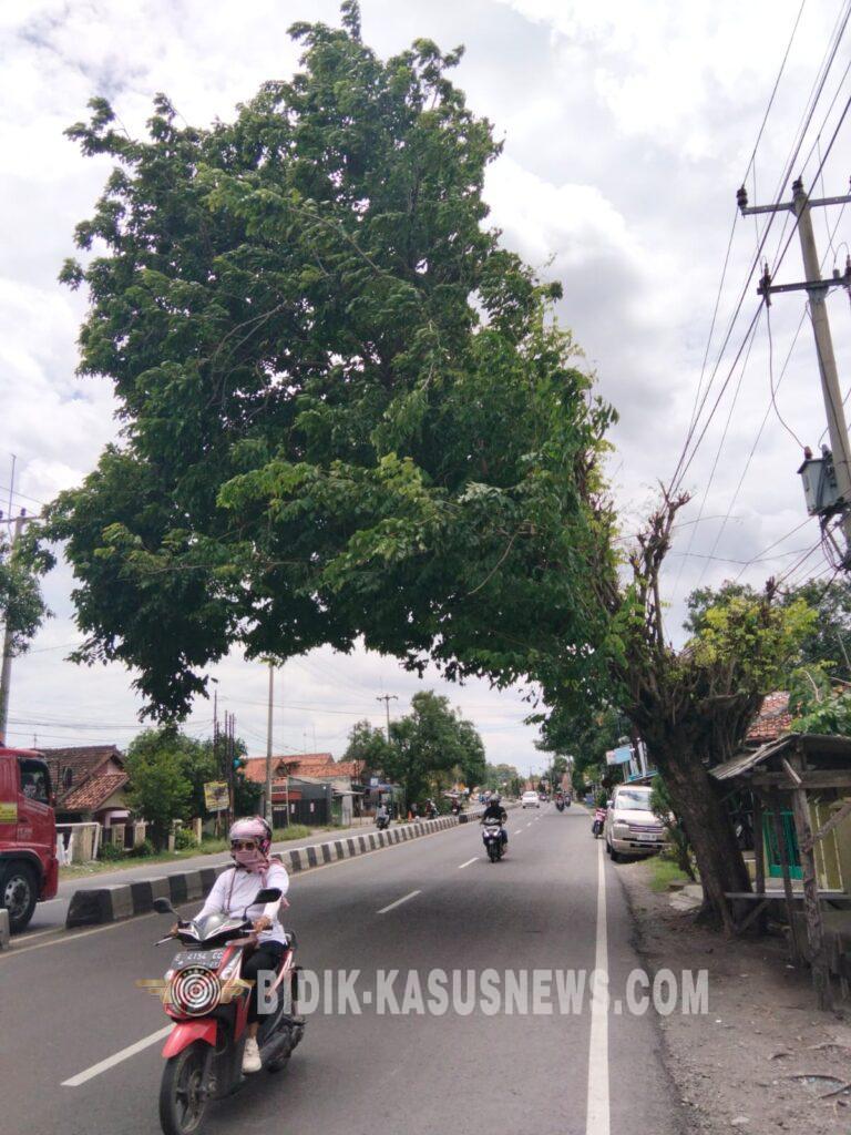 Pohon Tua Miring di Jalan Raya Provinsi Gunungjati Cirebon Dinilai Rawan Tumbang, Warga Desak Penanganan Cepat