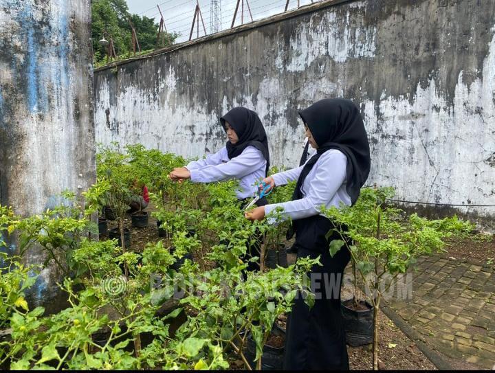 Wujud Nyata Ketahanan Pangan, Rutan Kelas IIB Jepara Panen Kacang Panjang dan Cabai di Branggang