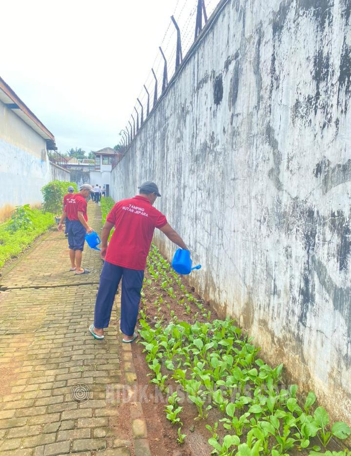 Optimalkan Area Branggang, WBP Rutan Jepara Panen, Penyiraman Sayur dan Olah Lahan Baru