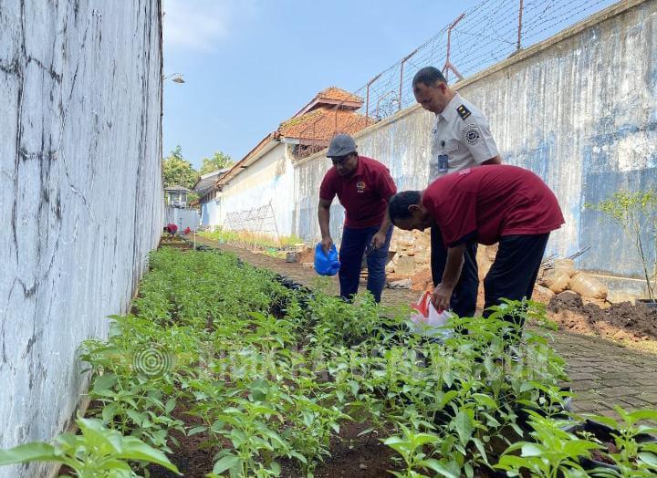 Perkuat Ketahanan Pangan, Rutan Jepara Optimalkan Lahan Branggang Melalui Budidaya Pakcoy dan Kemangi