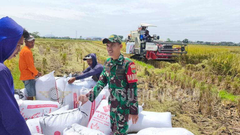 Wujud Nyata TNI untuk Rakyat, Babinsa Rajabasa Raya Bantu Panen Padi hingga 10 Ton