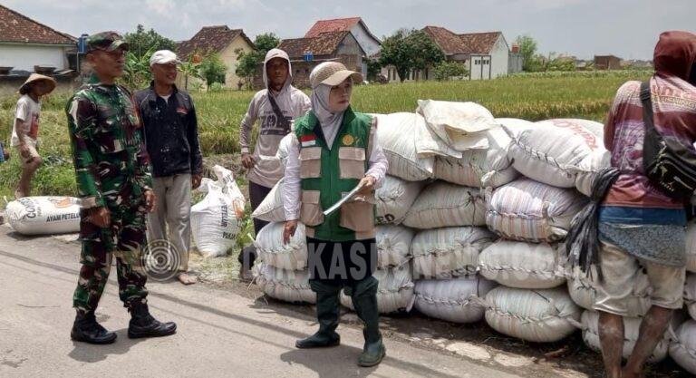 Babinsa Tanjung Senang Turun ke Sawah, Panen 15 Ton Padi Perkuat Ketahanan Pangan di Bandar Lampung