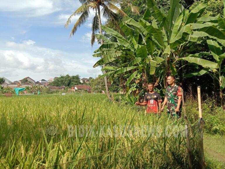 Jelang Panen, Babinsa Gunung Terang Intensifkan Pendampingan Petani
