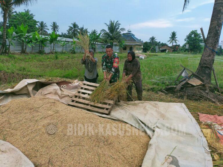 Wujud Kemanunggalan TNI, Babinsa Koramil 410-06/KDT Ikut Panen Padi Bersama Petani