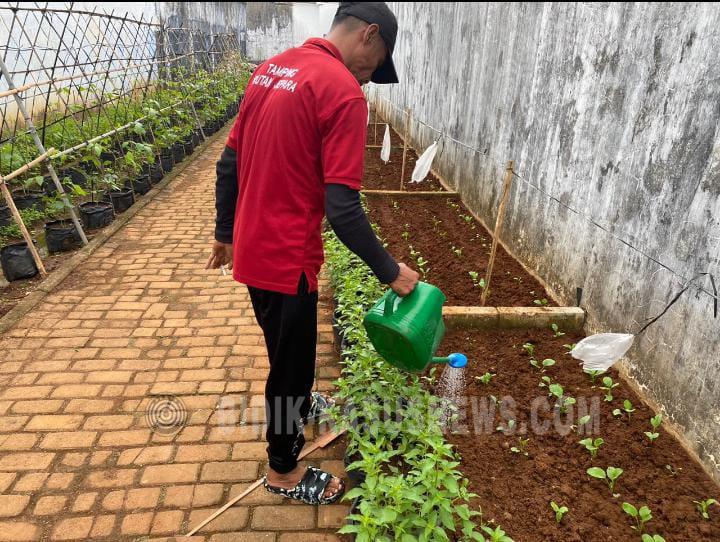 Produktivitas WBP Rutan Jepara: Perawatan Tanaman Kacang Panjang dan Kemangi di Area Branggang Terus Berjalan Optimal