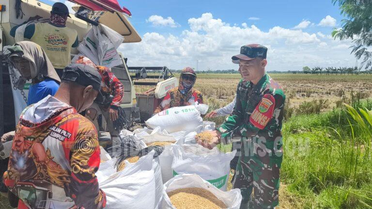 Dampingi Panen Padi Ciherang, Babinsa Rajabasa Jaya Dorong Kemandirian Pangan Petani di Bandar Lampung