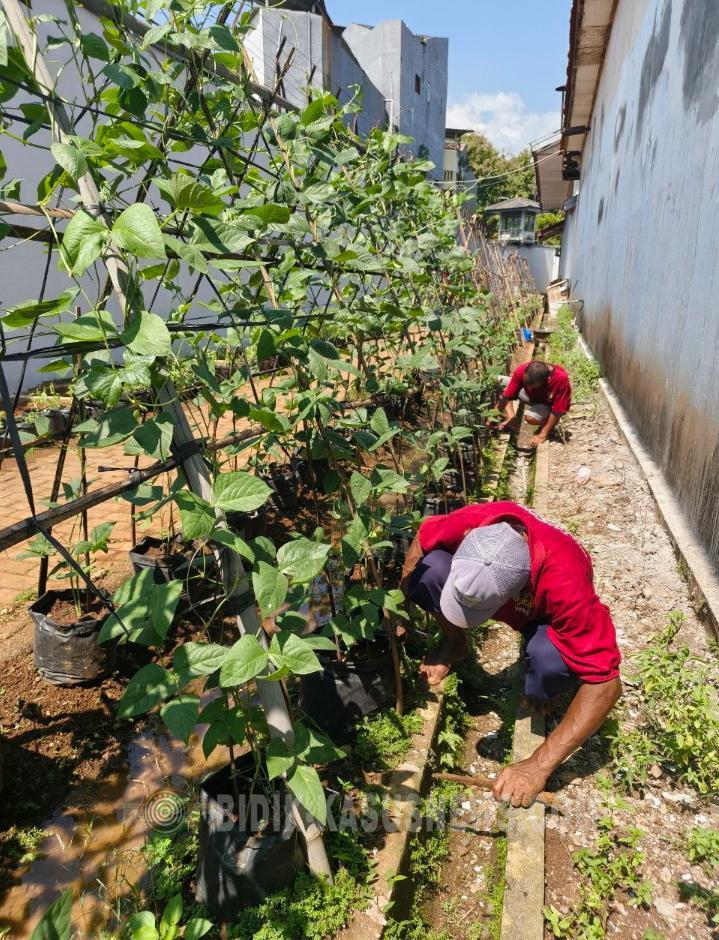 Pembinaan Kemandirian di Rutan Jepara, WBP Aktif Kelola Lahan Pertanian