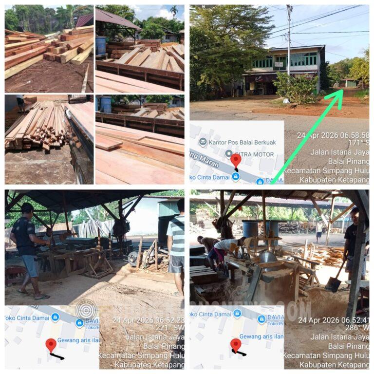 Dugaan Penimbunan Dan Pengolahan Kayu ilegal di Balai Berkuak Viral di Medsos,”Pemilik”Kebal Hukum
