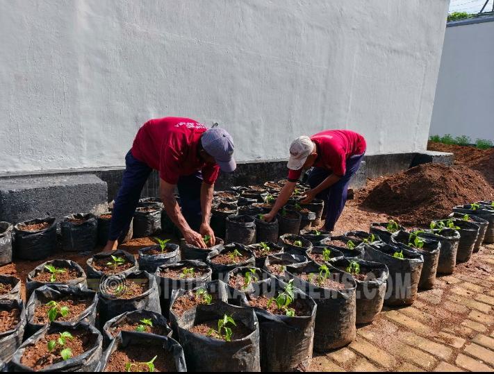 Optimalisasi Lahan Branggang, Rutan Jepara Kembangkan Pertanian Produktif bagi Warga Binaan