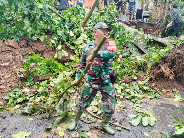 Babinsa Sigap Tangani Pohon Tumbang di Teluk Betung Utara, Akses Jalan Kembali Normal dalam Dua Jam