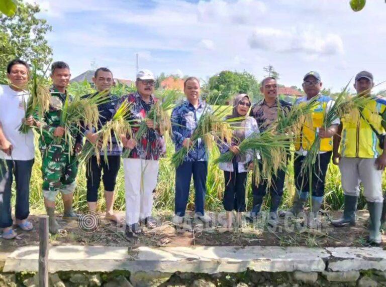 Jawab Prediksi BMKG El Nino, Petani Balongan Siap Percepat Musim Taanam kedua