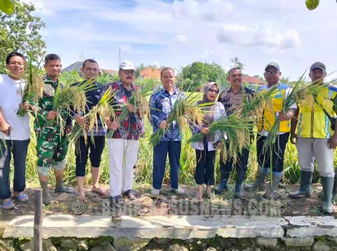 Jawab Prediksi BMKG El Nino, Petani Balongan Siap Percepat Musim Taanam kedua