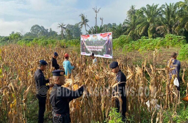 Personel Batalyon B Satbrimob Polda Sumsel Laksanakan Panen Jagung di Musi Rawas