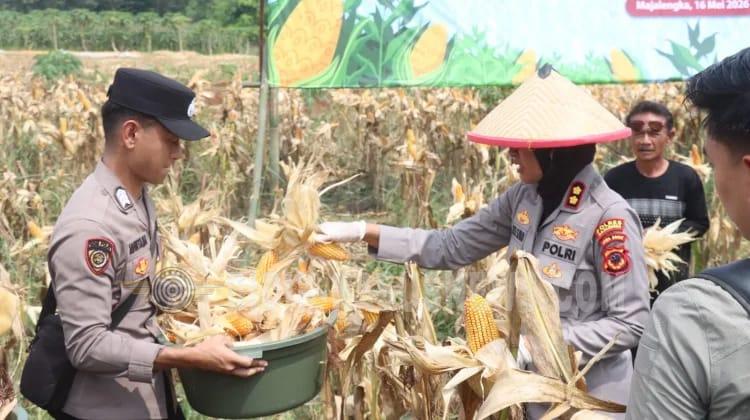 Dukung Asta Cita Presiden, Polres Majalengka Gelar Panen Raya Jagung
