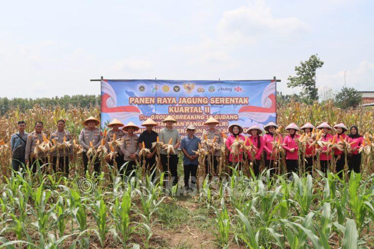 Panen Raya Jagung di Waled, Polres Cirebon Kota Dukung Ketahanan Pangan