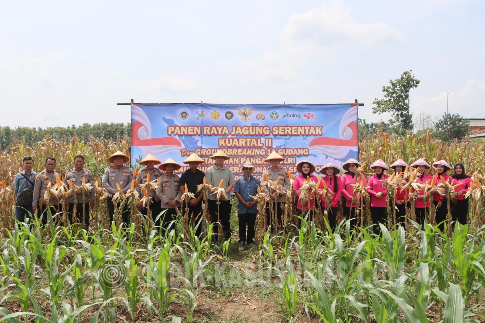 Panen Raya Jagung di Waled, Polres Cirebon Kota Dukung Ketahanan Pangan