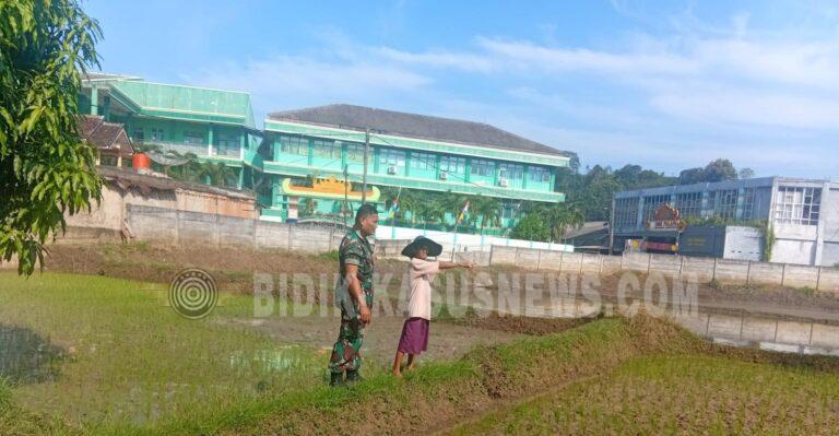 Babinsa Kelurahan Palapa Dampingi Petani Tanam Padi Ciherang, Perkuat Ketahanan Pangan di Bandar Lampung
