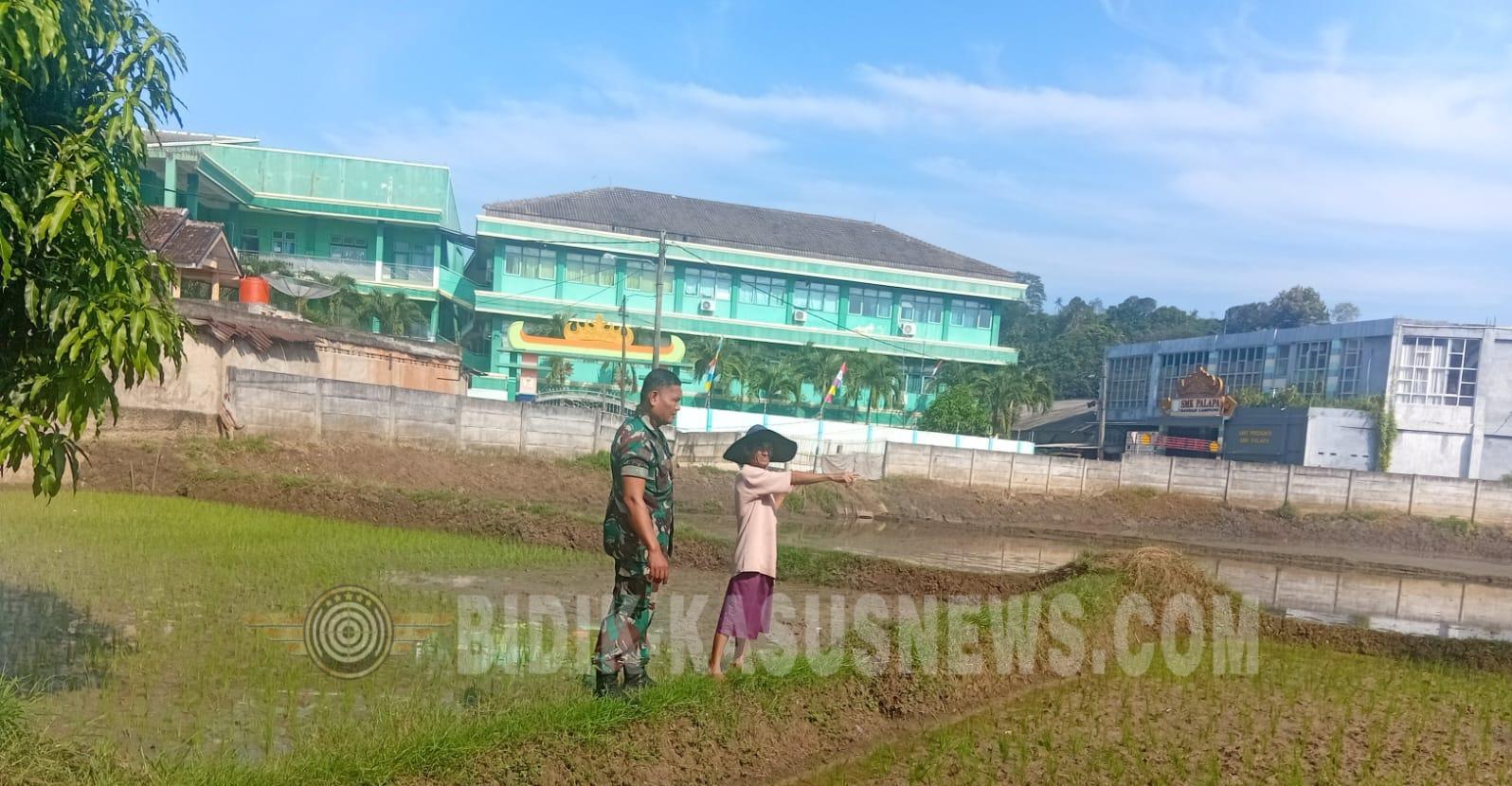 Babinsa Kelurahan Palapa Dampingi Petani Tanam Padi Ciherang, Perkuat Ketahanan Pangan di Bandar Lampung