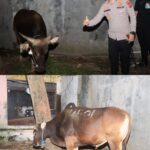 Sapi Kurban dari Kapolri Tiba di Kebonbaru, Kapolres Cirebon Kota Datang Langsung Melakukan Pengecekan