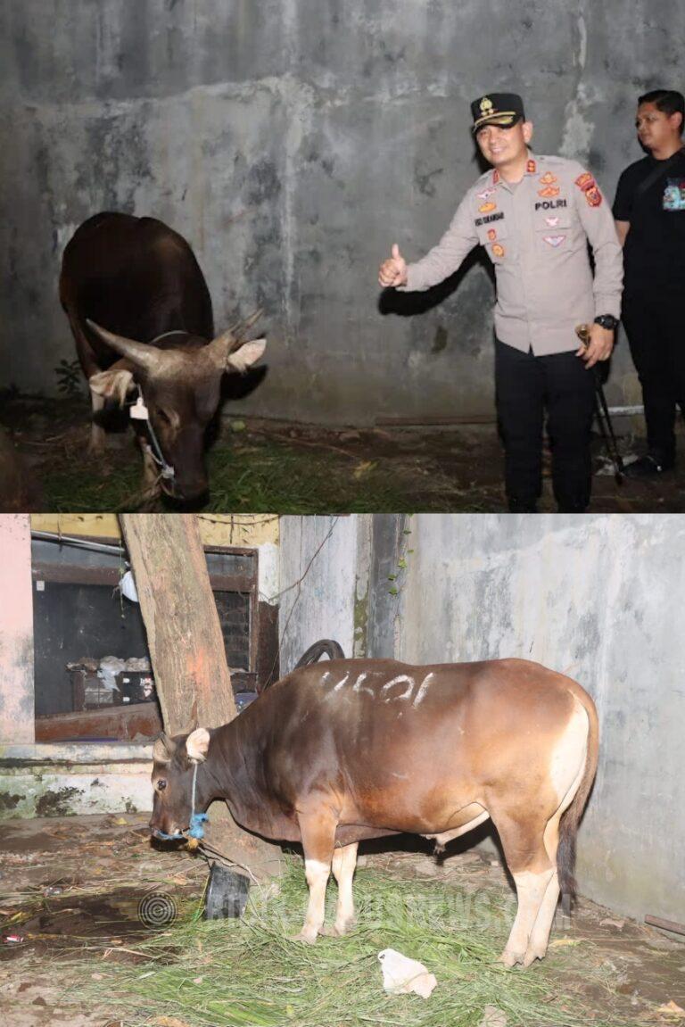 Sapi Kurban dari Kapolri Tiba di Kebonbaru, Kapolres Cirebon Kota Datang Langsung Melakukan Pengecekan