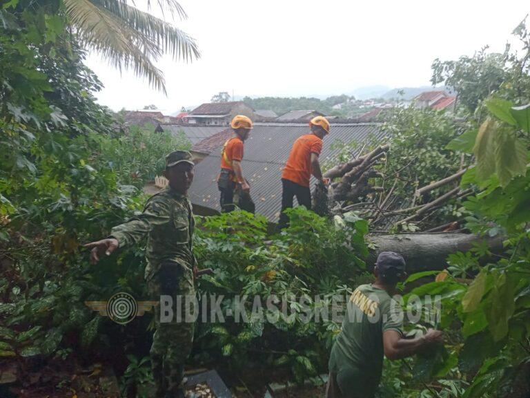 Babinsa Sigap Tangani Pohon Tumbang di Bandar Lampung, Evakuasi Cepat Cegah Korban Jiwa