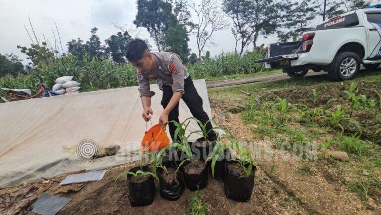Laksanakan Penyiraman Tanaman Jagung untuk Mendukung Ketahanan Pangan Nasional