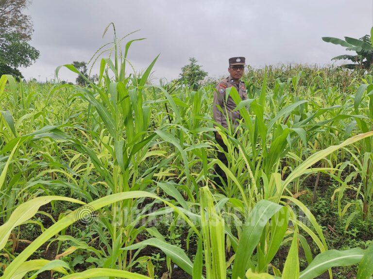 Polsek Amuntai Utara Pantau Lahan Jagung Swasembada di Panangkalaan, Sebagian Tanaman Terdampak Genangan Akibat Curah Hujan Tinggi