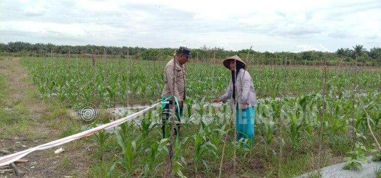 Polsek Banjang Intensif Pantau Lahan Jagung di Pulau Damar, Dukung Ketahanan Pangan Hulu Sungai Utara