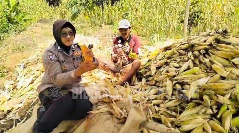 Dekat di Hati Petani, Polres Kuningan Pasang Badan Kawal Swasembada Pangan
