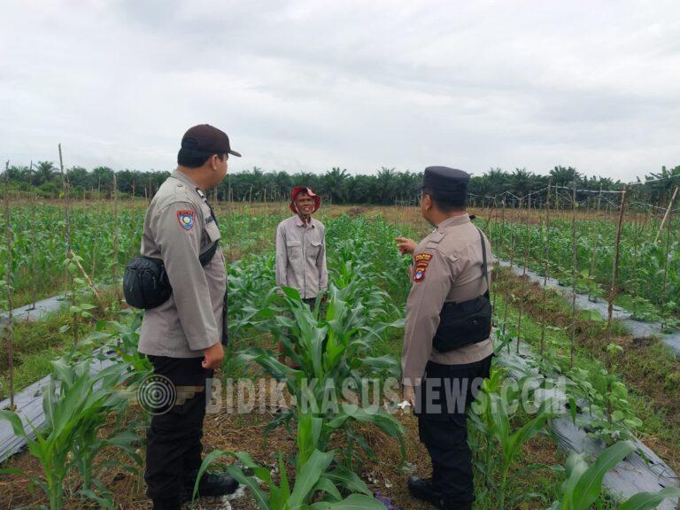 Polsek Banjang Pantau Perkembangan Jagung Hibrida di Pulau Damar, Dukung Swasembada Pangan Hulu Sungai Utara