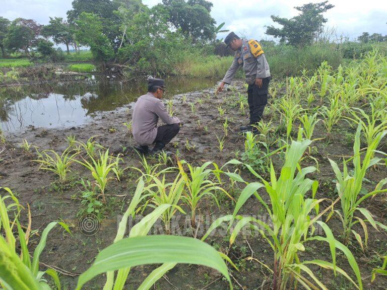 Curah Hujan Tinggi Jadi Tantangan, Polsek Amuntai Utara Pantau Kondisi Lahan Jagung di Panangkalaan