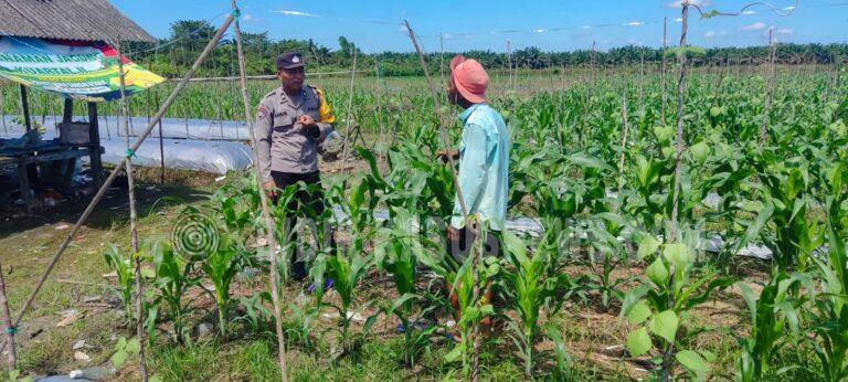 Polsek Banjang Intensif Pantau Lahan Jagung Binaan di Pulau Damar, Dukung Program Swasembada Pangan Nasional