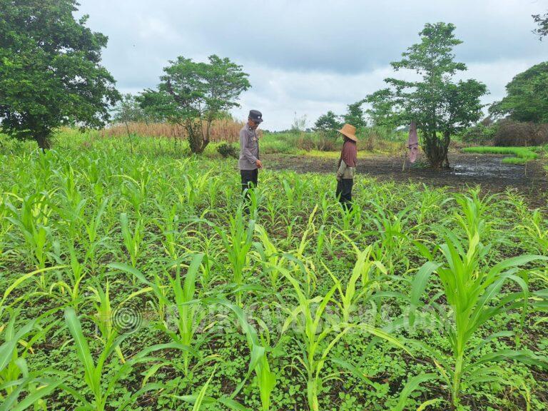 Lahan Jagung Terdampak Genangan Air, Polsek Amuntai Utara Lakukan Monitoring dan Pendampingan Petani di Panangkalaan