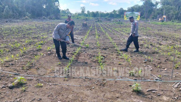 Lahan Jagung Terendam Banjir, Polsek Amuntai Tengah Intensif Pantau Ketahanan Pangan di Hulu Sungai Utara