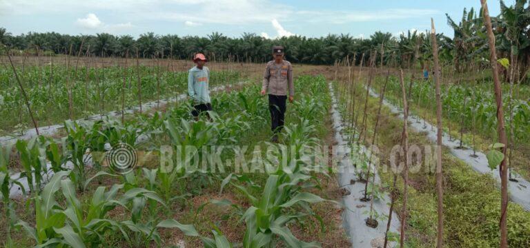 Polsek Banjang Monitoring Pertumbuhan Jagung Binaan Polri, Tanaman Masuki Usia 38 Hari dengan Kondisi Tumbuh Optimal