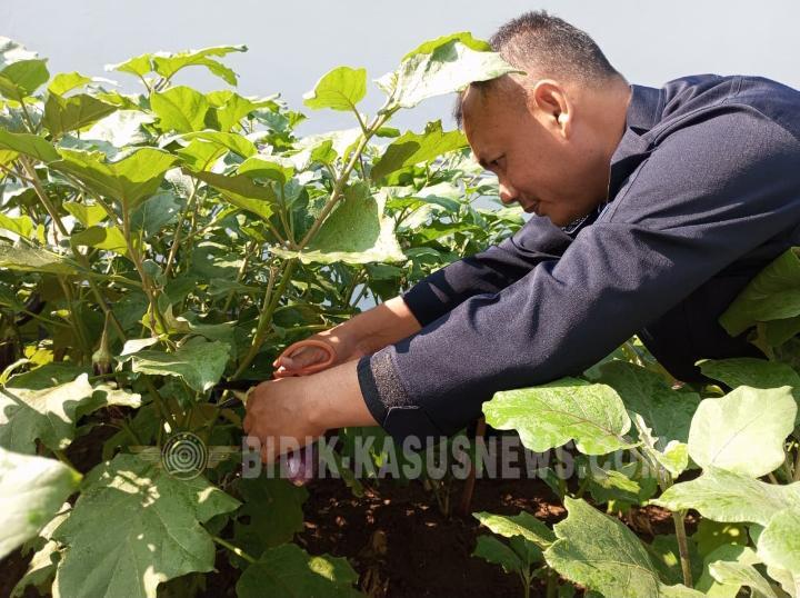 Panen Terong Lagi, Bukti Rutan Jepara Konsisten Dukung Ketahanan Pangan