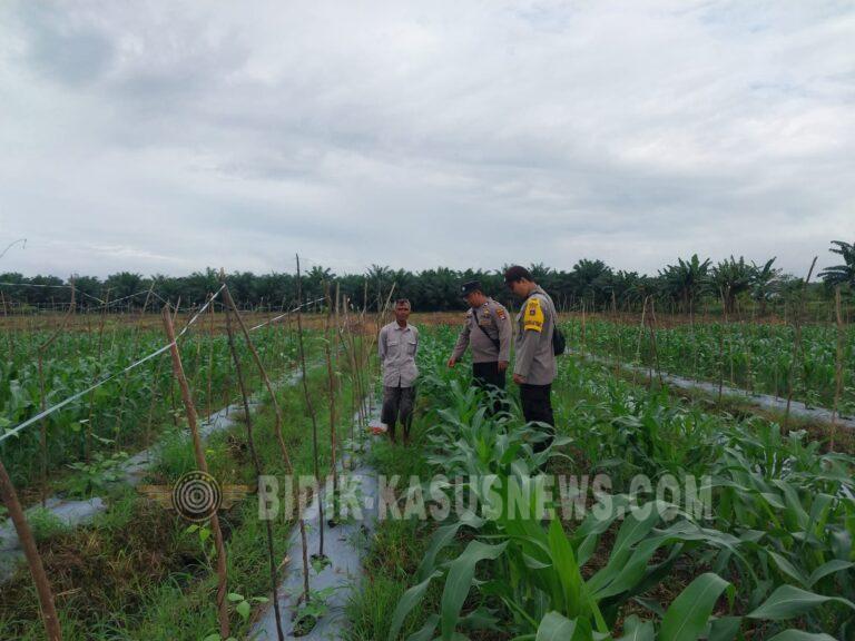 Polsek Banjang Pantau Perkembangan Jagung Swasembada Pangan di Pulau Damar, Tanaman Tumbuh Optimal