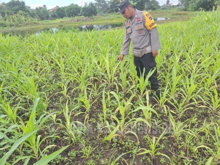 Polsek Amuntai Utara Pantau Lahan Jagung Terdampak Genangan Air, Pertumbuhan Tanaman Mulai Terganggu