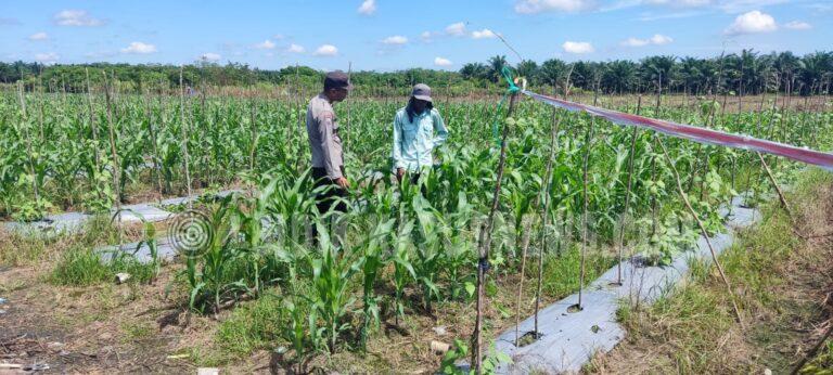 Polsek Banjang Pantau Perkembangan Jagung Swasembada di Pulau Damar, Tanaman Tumbuh Optimal pada Usia 40 Hari