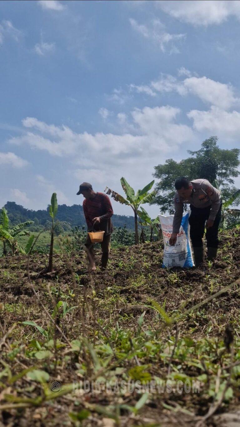 Dukung Ketahanan Pangan, Satlantas Polres Kuningan Dampingi Petani Desa Cibulan Rawat Tanaman Jagung