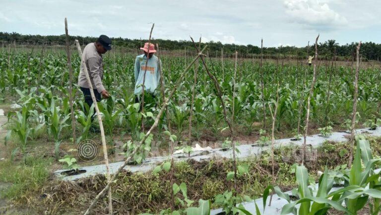 Polsek Banjang Intensif Pantau Lahan Jagung Binaan di Pulau Damar, Pertumbuhan Tanaman Tunjukkan Tren Positif