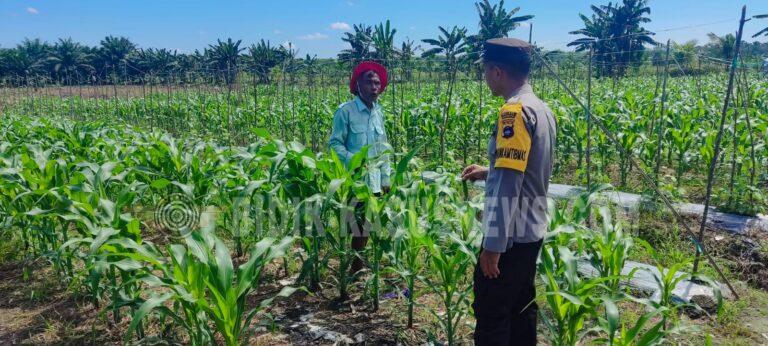 Polsek Banjang Intensif Pantau Lahan Jagung Binaan Polri di Pulau Damar, Dukung Ketahanan Pangan Nasional