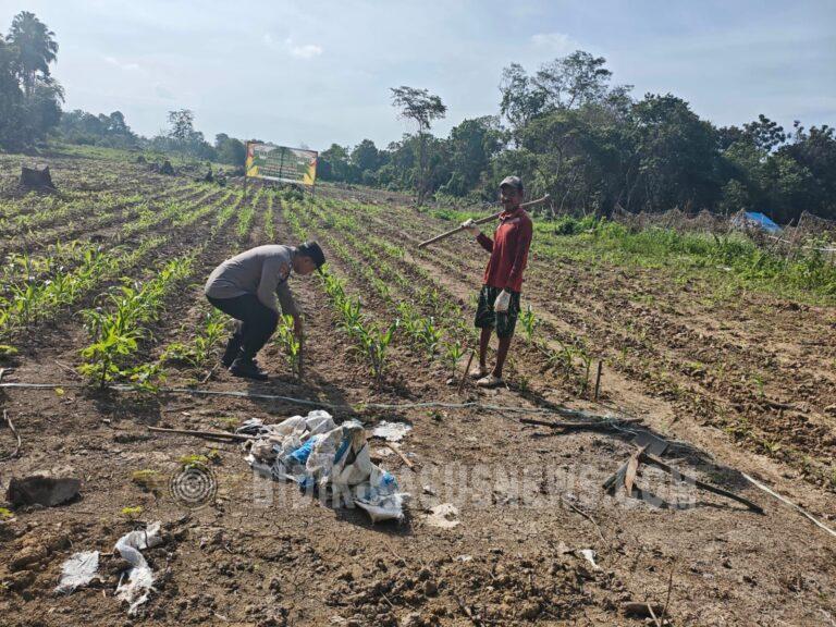 Polsek Amuntai Tengah Pantau Lahan Jagung Tergenang, Komitmen Dukung Ketahanan Pangan Tetap Berjalan