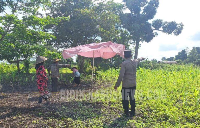 Curah Hujan Tinggi Hambat Pertumbuhan Jagung, Polsek Amuntai Utara Lakukan Monitoring Lahan Swasembada Pangan