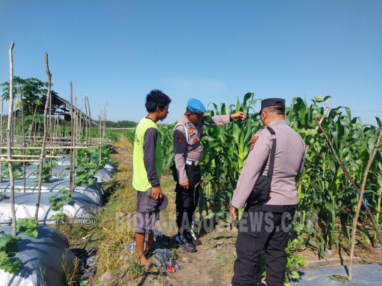Polsek Banjang Pantau Lahan Jagung Binaan Polri di Pulau Damar, Optimistis Panen Capai Target