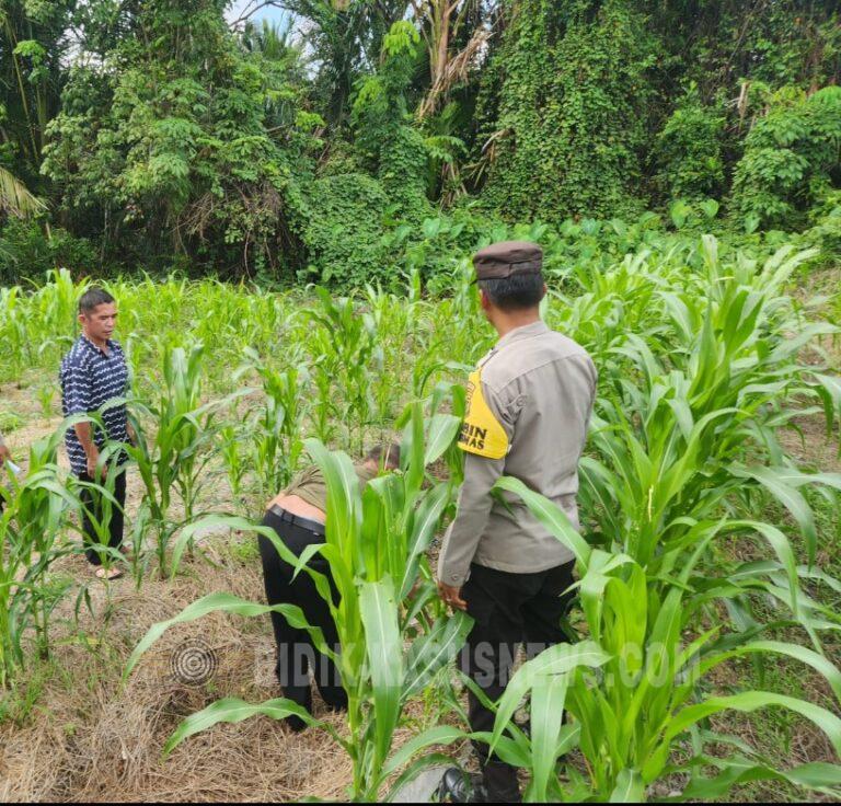 Lahan Jagung Masih Tergenang, Polsek Amuntai Tengah Intensif Monitoring Ketahanan Pangan di Hulu Sungai Utara