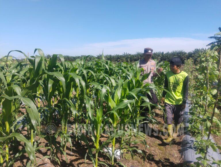 Polsek Banjang Pantau Perkembangan Jagung Binaan Polri di Pulau Damar, Dukung Ketahanan Pangan Nasional