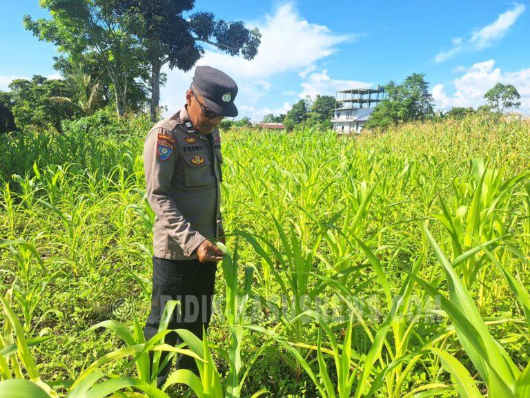 Polsek Amuntai Utara Pantau Lahan Jagung Terdampak Genangan, Pertumbuhan Tanaman di Desa Panangkalaan Jadi Perhatian